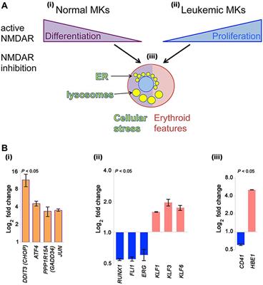 N-Methyl-D-Aspartate Receptors in Hematopoietic Cells: What Have We Learned?